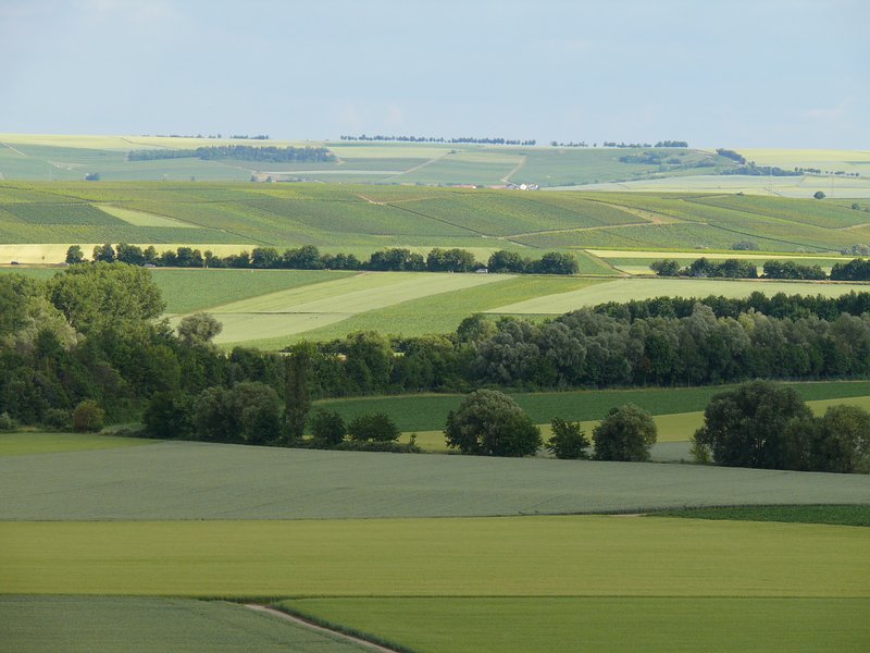 Rheinhessische Weinbaulandschaft
