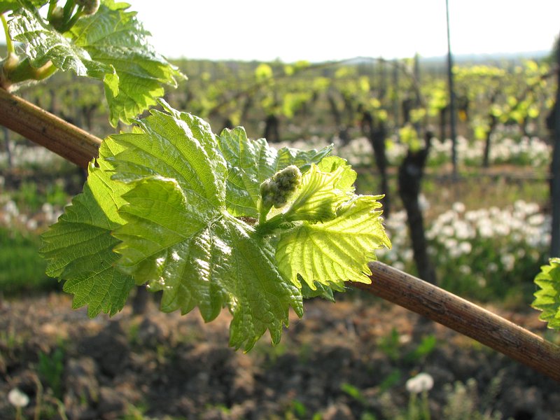 Blüte des Silvaner Rebstocks